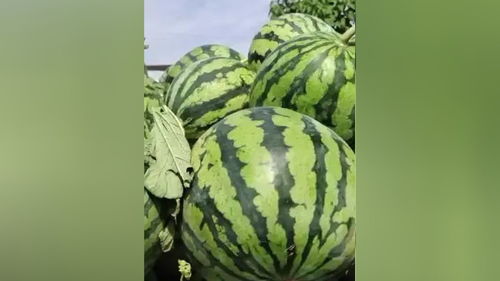 原棚美都西瓜，甜蜜之約，新鮮直達(dá)